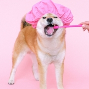 dog dental care
